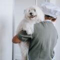 Alina Morkie profile picture