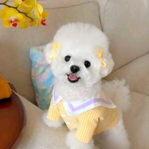 Sara - Maltese Puppy