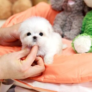 Alex - Maltese Puppy