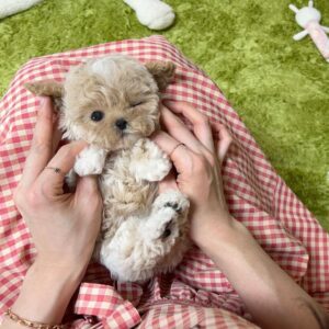 Alvin - Maltese Puppy