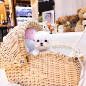 Bella - Maltese Puppy