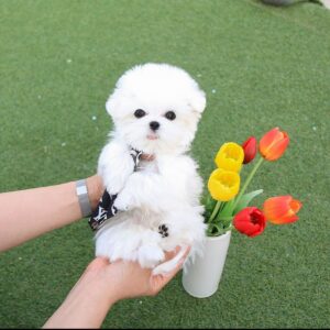 Floyd - Maltese Puppy