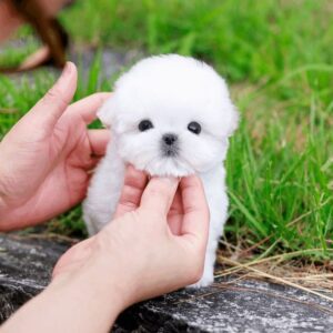 Loki - Maltese Puppy
