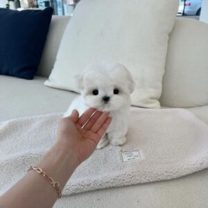 Jenny - Maltese Puppy