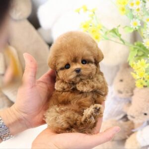 Abby - Maltese Puppy