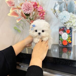 Miranda - Maltese Puppy