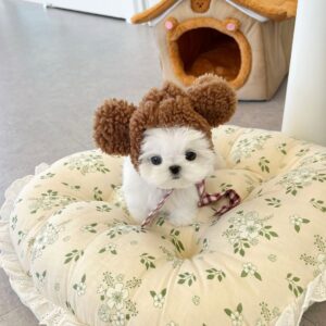 Hazel - Maltese Puppy